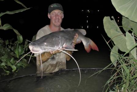 Asian Redtail Catfish 25lb